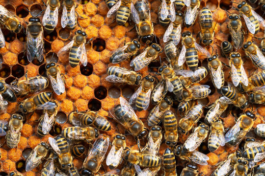 Close-up of working bees on honeycombs. Beekeeping and honey production image