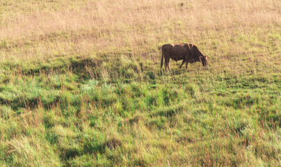 Cow feeding in an agropastoral production field in Brazil