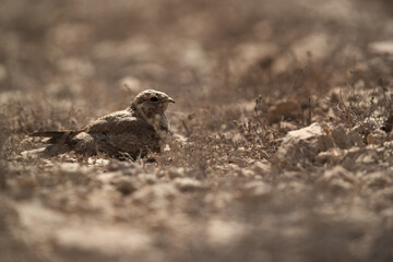 Egyptian Nightjar in its habitat at Hamala, Bahrain