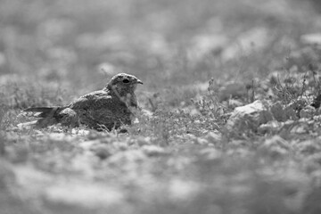 Egyptian Nightjar in its habitat at Hamala, Bahrain