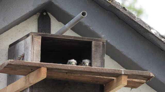 Turnfalken (Falco tinnunculus) M&auml;nnchen am Nistkasten