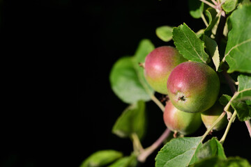 Unripe red and green apples are heard on an apple tree against a dark background