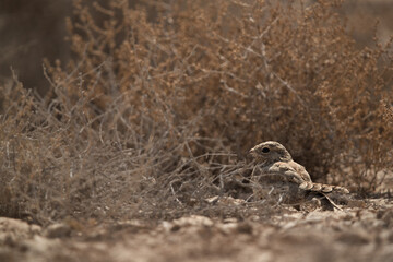 Egyptian Nightjar in its habitat