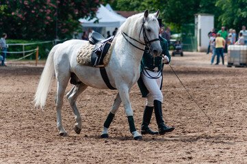 A horse parade in famous stud Kladruby nad Labem, grey and black Kladruber horses, breed of horses that was created specifically for pulling coaches of emperors and kings