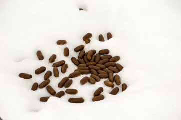moose poop in snow