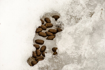 moose poop in snow