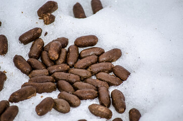 moose poop in snow