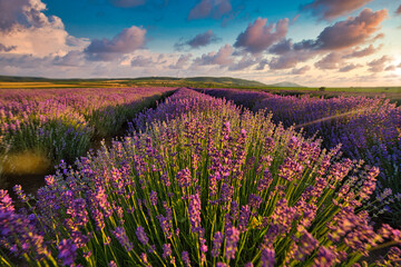 Lavander fields 