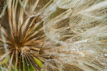 Raindrops in the flower Tragopogon orientalis close-up. Natural background
