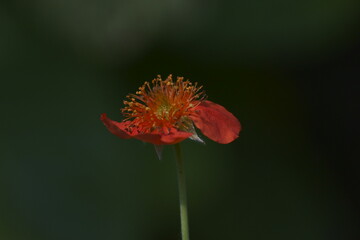 red flower