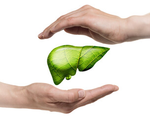 A human liver between two palms on white isolated background. The concept of a healthy liver.
