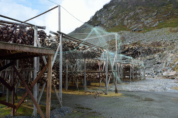 stockfish structure full of cod and other fish hanging to dry in northern norway in summer