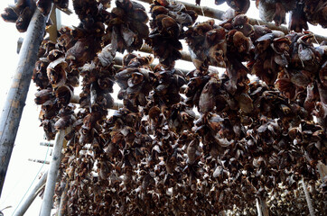 stockfish structure full of cod and other fish hanging to dry in northern norway in summer