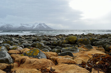 stormy windy day by the sea shore with majestic mountain in the distance on the island of Senja
