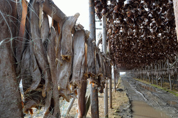 stockfish structure full of cod and other fish hanging to dry in northern norway in summer