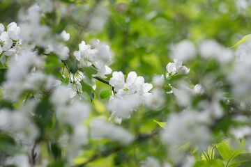 Beautiful white flowers on apple tree with blurred background. Blooming branch of apple tree.