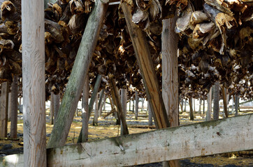 stockfish structure full of cod and other fish hanging to dry in northern norway in summer