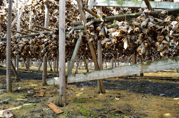stockfish structure full of cod and other fish hanging to dry in northern norway in summer