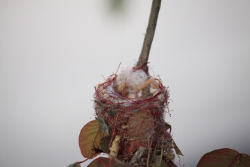 Nido de colibrí © Jair LLameante