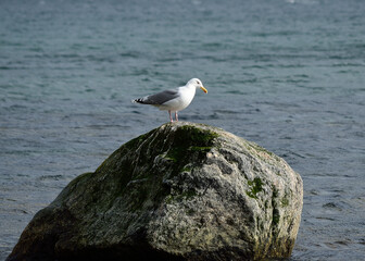 seagull sitting on rock in ocean