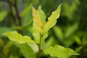 Bay leaf plant close-up. The leaves by rain drops. Freshness and rapid growth. Spicy seasoning.