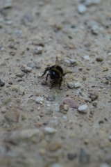Hummel