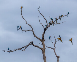 Ara araruna on branchs  