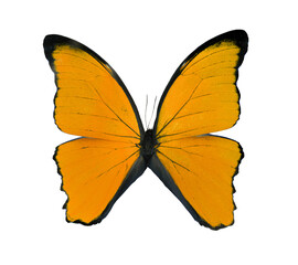Beautiful exotic orange butterfly isolated on a white background. 2020 trend color.Exotic insects...