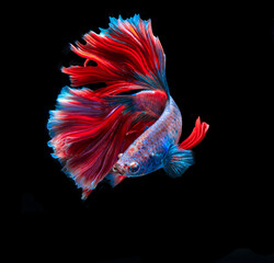 Beautiful red and blue siamese fighting fish, betta fish isolated on Black background.Crown tail Betta in Thailand.