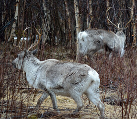 beautiful wild arctic reindeer flock in forest