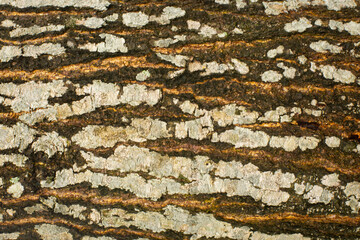 OLD wood background .