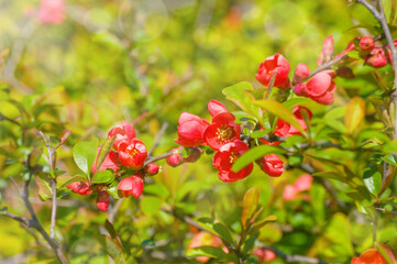 abstract dreamy beautiful sunny meadow with flowers background with soft blurs bokeh