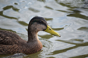 beautiful duck in pond close up