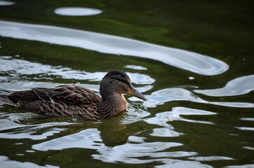 mallard duck looking for food in pond water close up