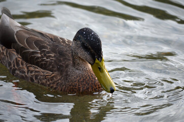 beautiful duck in pond close up
