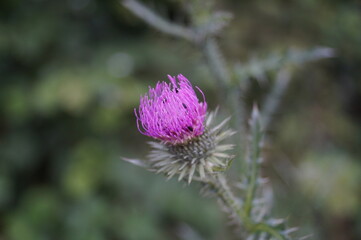 Distel