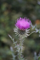 Distel