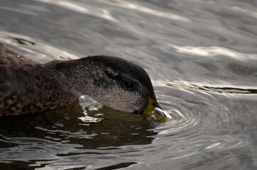 vibrant mallard duck