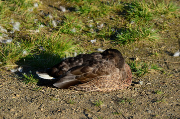 sleeping mallard duck