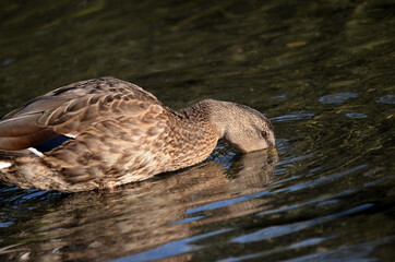 mallard duck swimming in pond looking for food