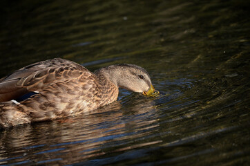 mallard duck swimming in pond looking for food
