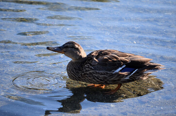 vibrant mallard duck in autumn pond water looking for food