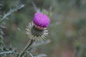 Distel