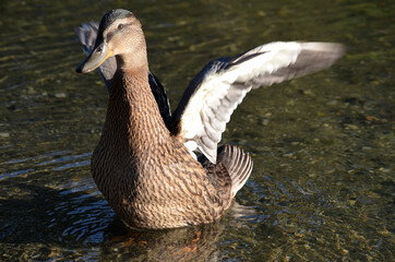 mallard duck flapping its wings in pond