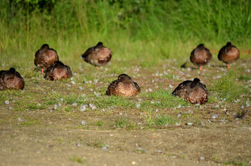 sleeping mallard duck flock in autumn