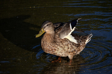 mallard duck in autumn
