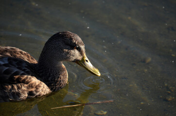 mallard duck in autumn