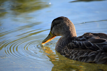 mallard duck feeding in pond