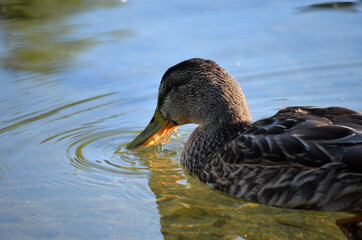 mallard duck feeding in pond
