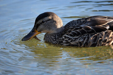 mallard duck feeding in pond